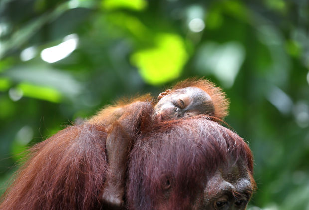 Animal shots of the week